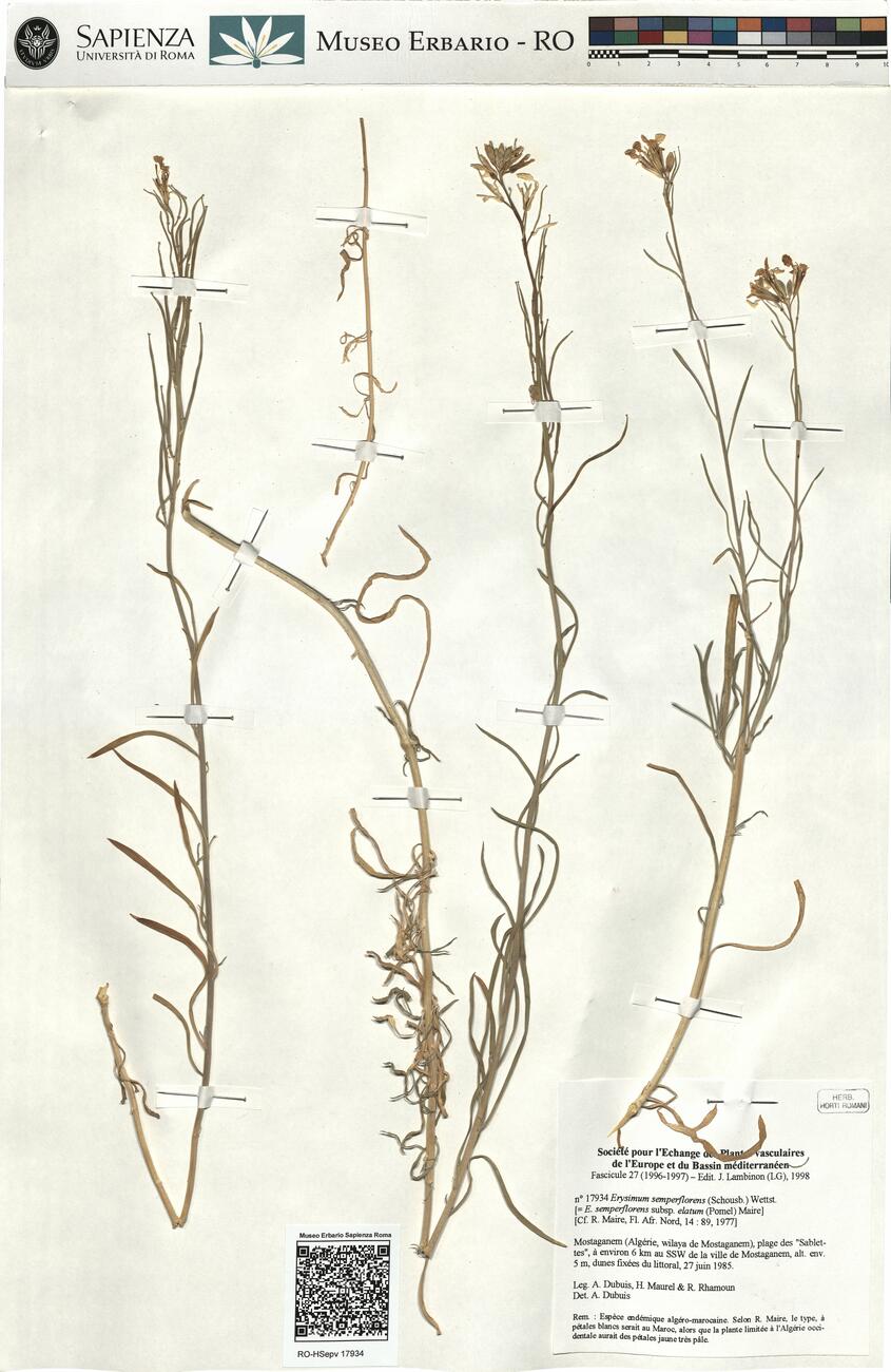 Erysimum semperflorens (Schousb.) Wettst. -  RO-HSepv 17934 photo