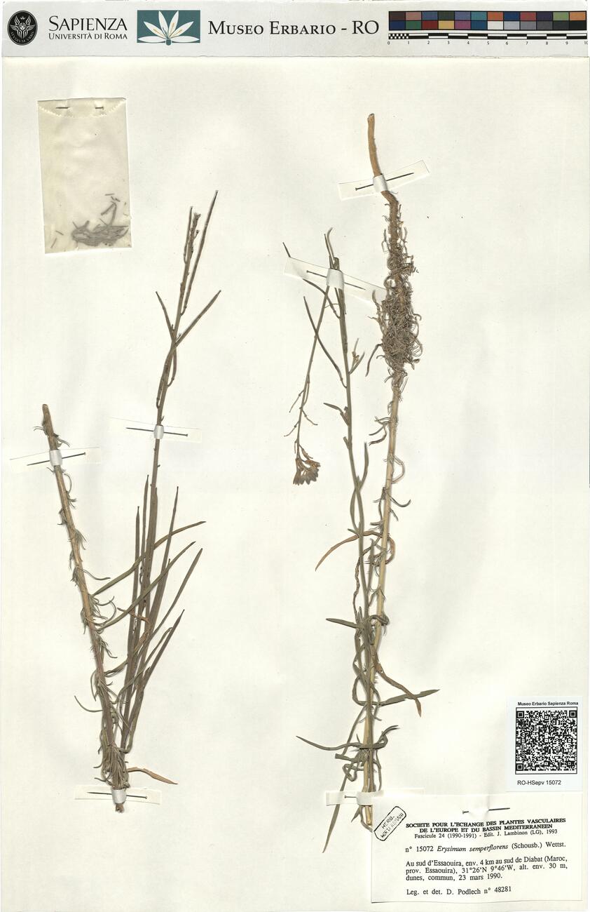 Erysimum semperflorens (Schousb.) Wettst. -  RO-HSepv 15072 photo