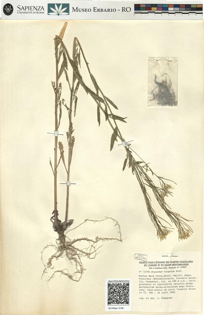 Erysimum virgatum Roth -  RO-HSepv 12190 photo