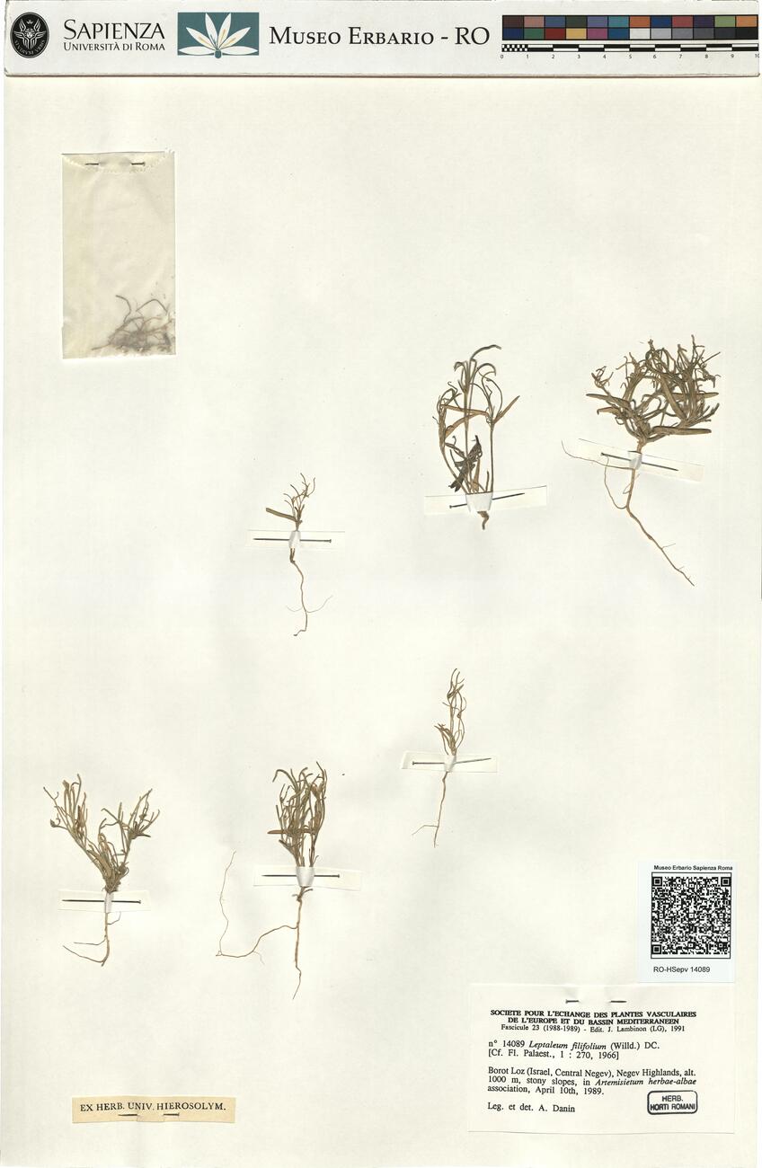 Leptaleum filifolium (Willd.) DC.  -  RO-HSepv 14089 photo