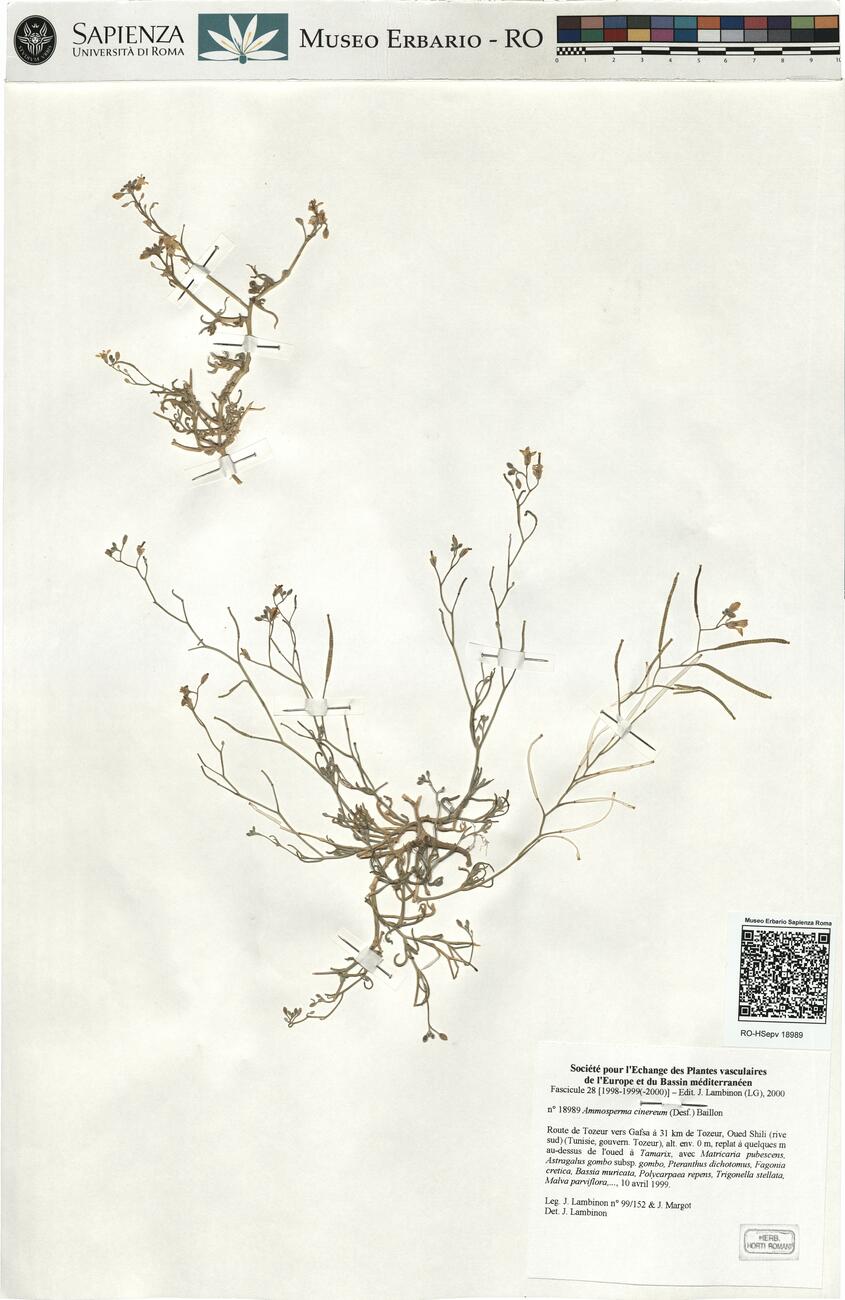 Ammosperma cinereum (Desf.) Baillon -  RO-HSepv 18989 photo