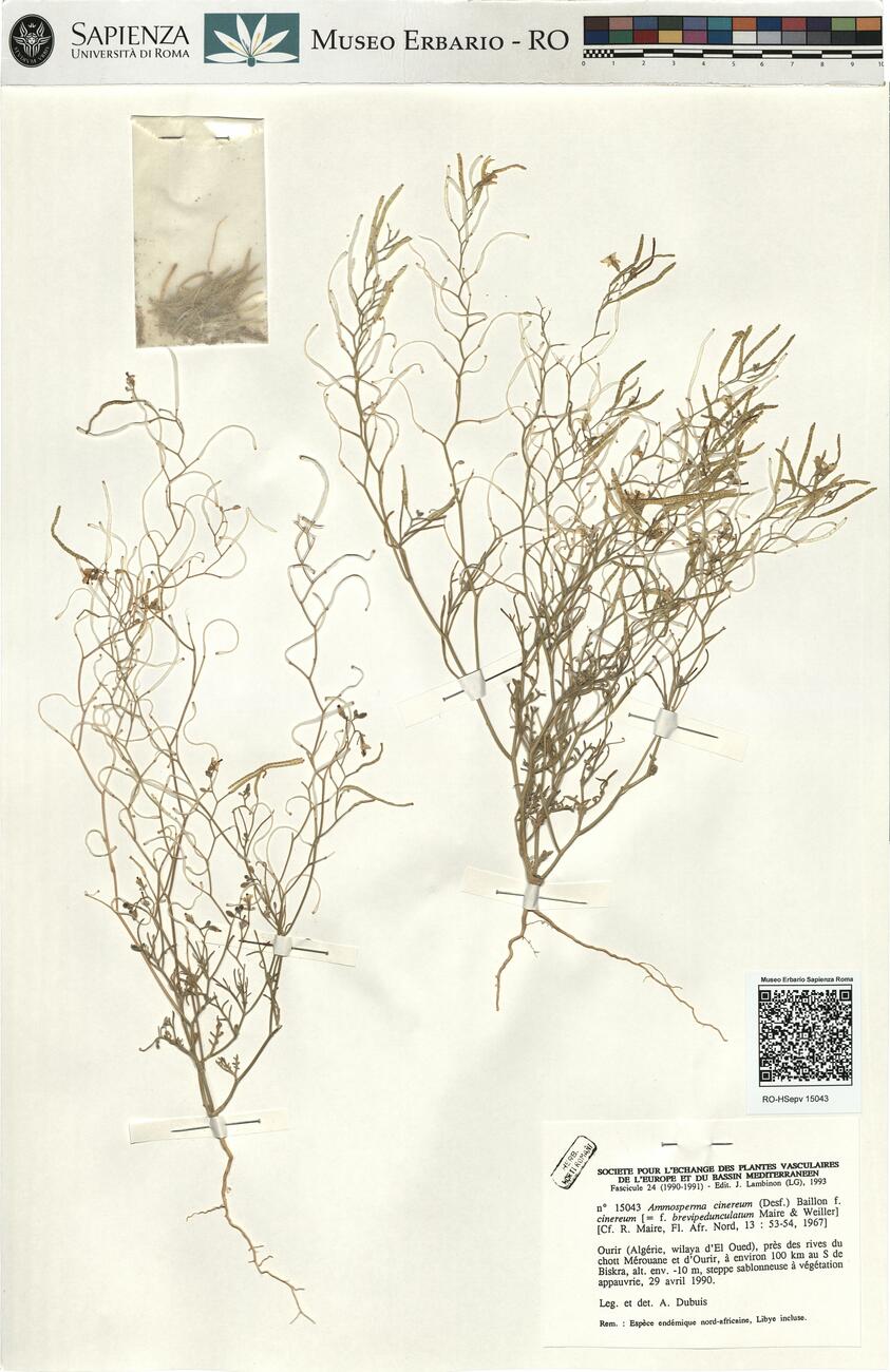 Ammosperma cinereum (Desf.) Baillon f. cinereum -  RO-HSepv 15043 photo