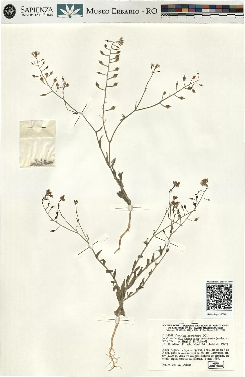 Camelina microcarpa DC.  -  RO-HSepv 14068 photo