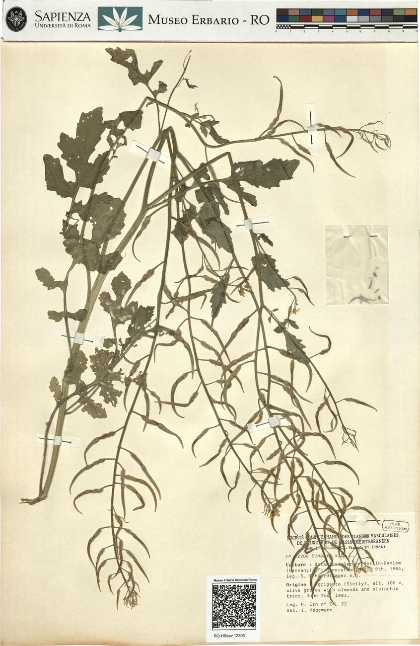 Sinapis alba L. -  RO-HSepv 12206 photo