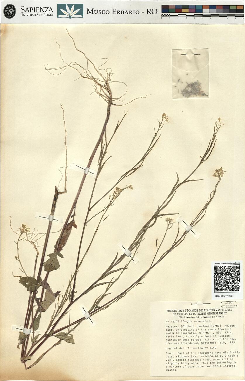 Sinapis arvensis L.  -  RO-HSepv 12207 photo