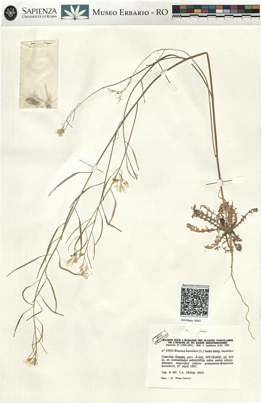 Brassica barrelieri (L.) Janka subsp. barrelieri  -  RO-HSepv 15053 photo