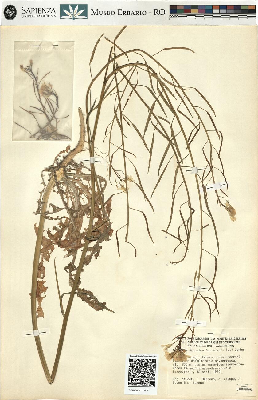 Brassica barrelieri (L.) Janka -  RO-HSepv 11249 photo