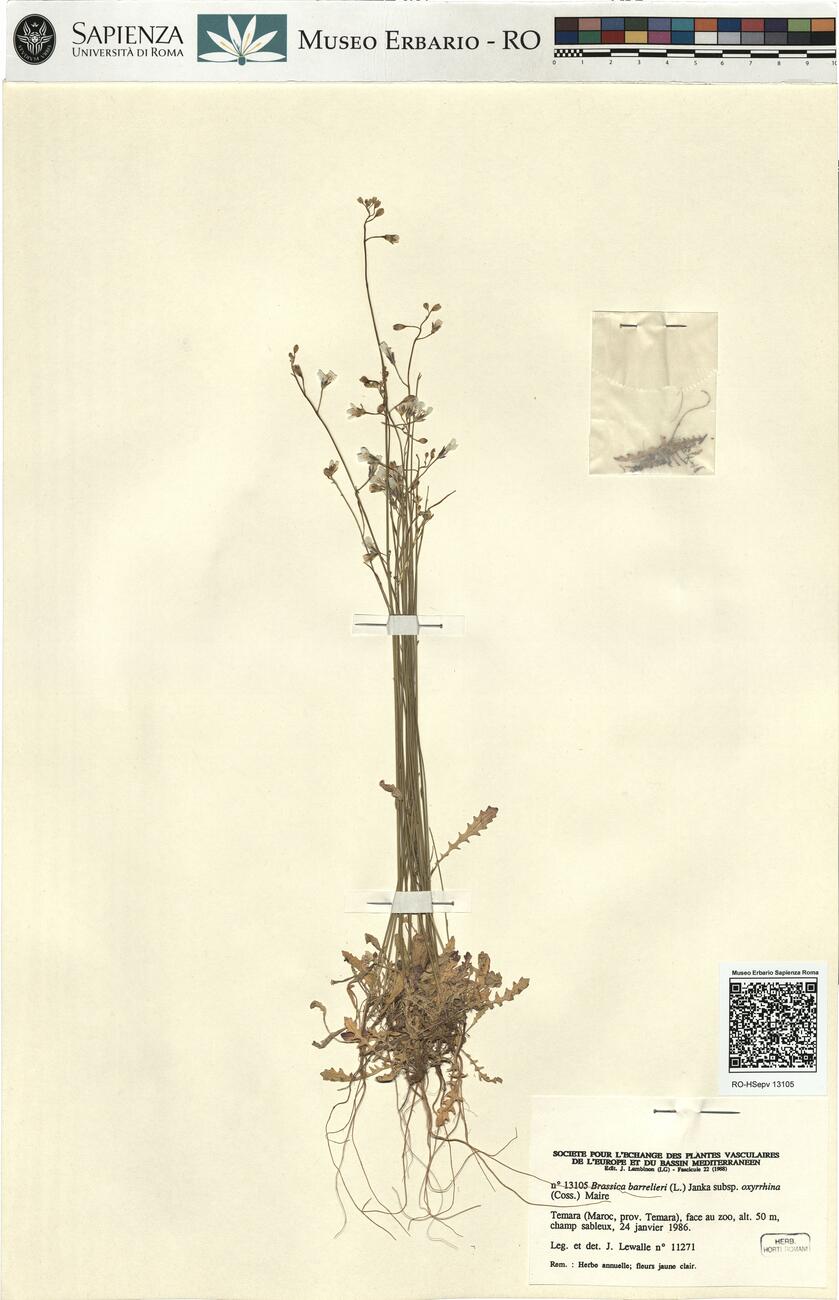 Brassica barrelieri (L.) Janka subsp. oxyrrhina (Coss.) Maire -  RO-HSepv 13105 photo