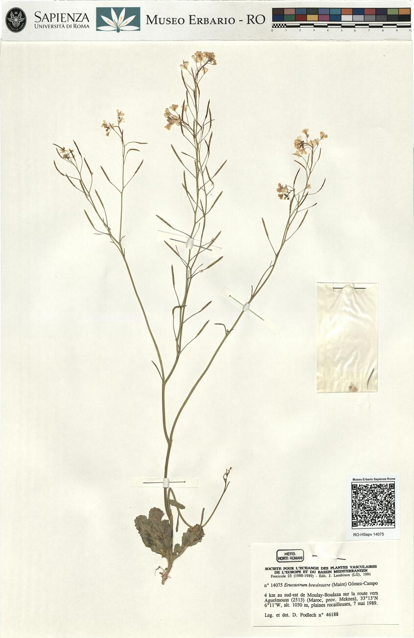 Erucastrum brevirostre (Maire) Gómez-Campo -  RO-HSepv 14075 photo