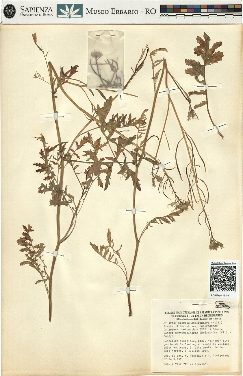 Coincya cheiranthos (Vill.) Greuter & Burdet var. cheiranthos -  RO-HSepv 12183 photo