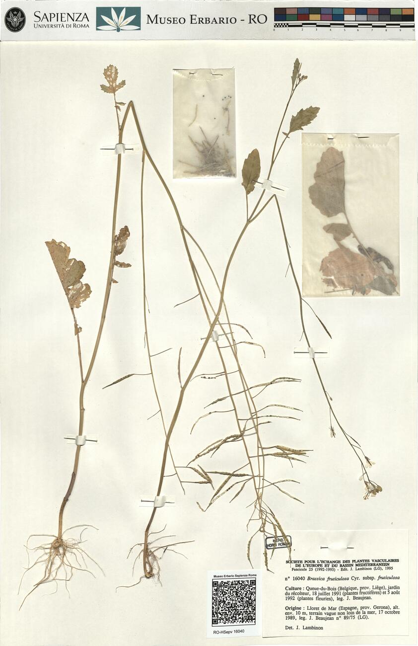 Brassica fruticulosa Cyr. subsp. fruticulosa -  RO-HSepv 16040 photo