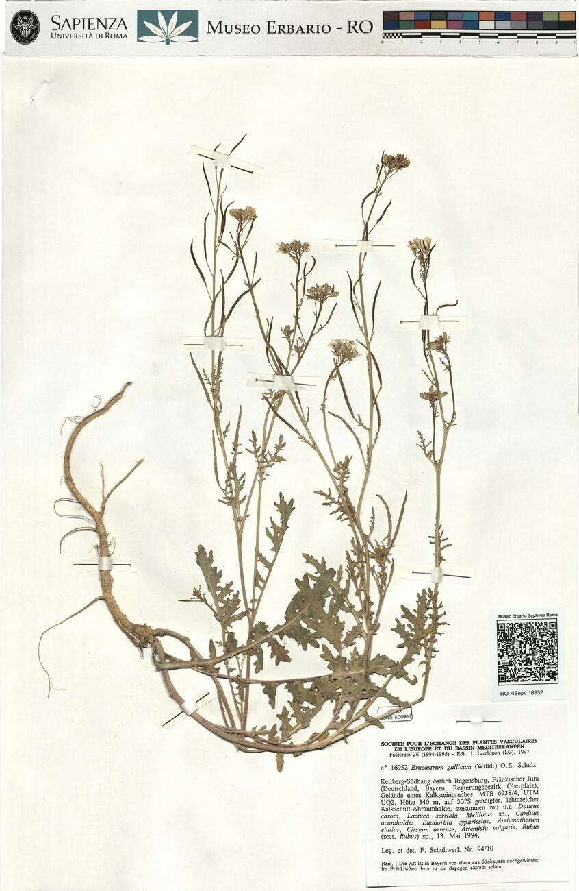 Erucastrum gallicum (Willd.) O.E. Schulz -  RO-HSepv 16952 photo