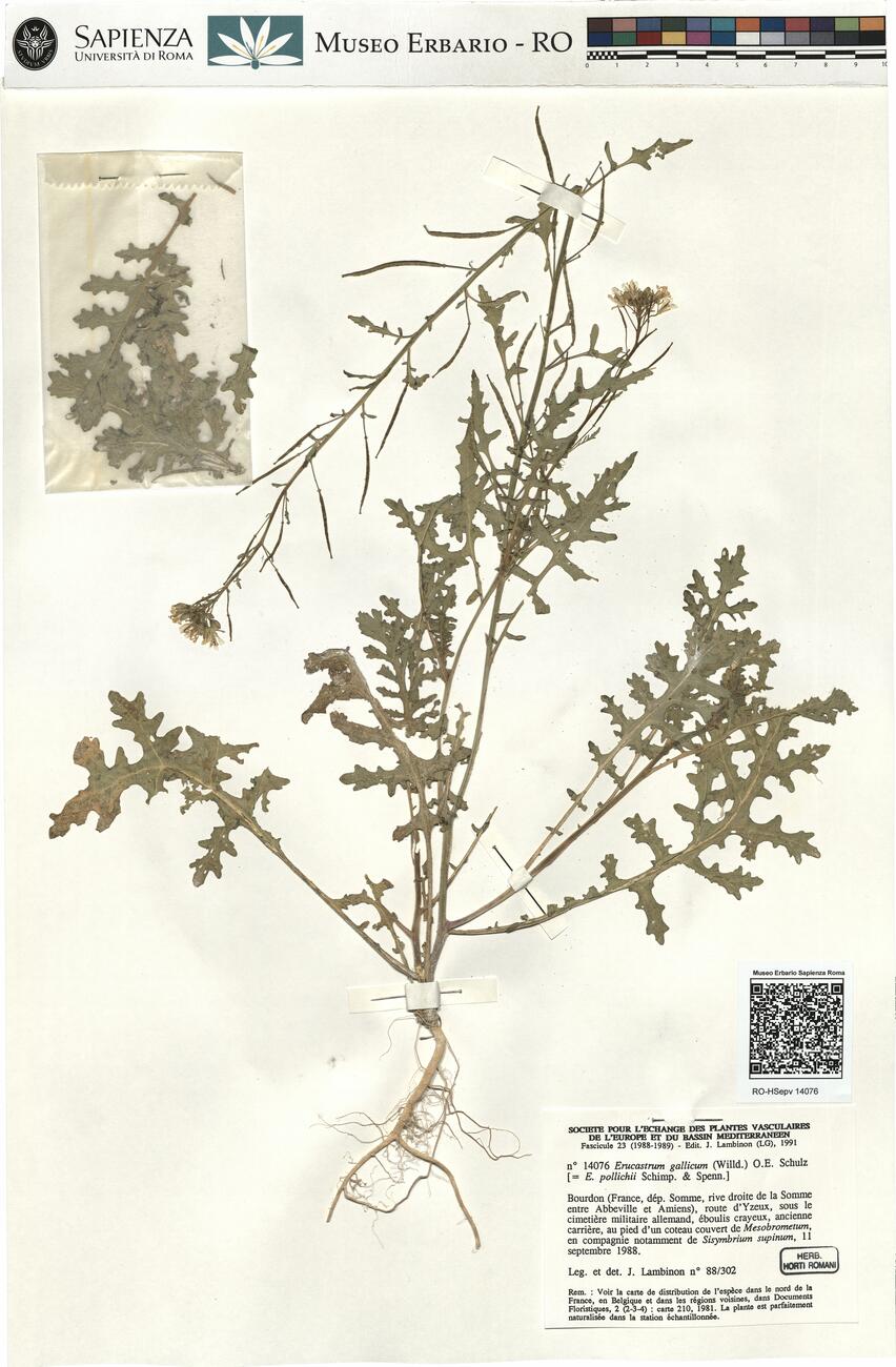 Erucastrum gallicum (Willd.) O.E. Schulz -  RO-HSepv 14076 photo