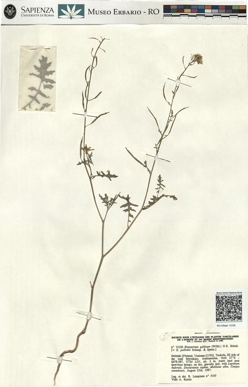 Erucastrum gallicum (Willd.) O.E. Schulz -  RO-HSepv 13126 photo