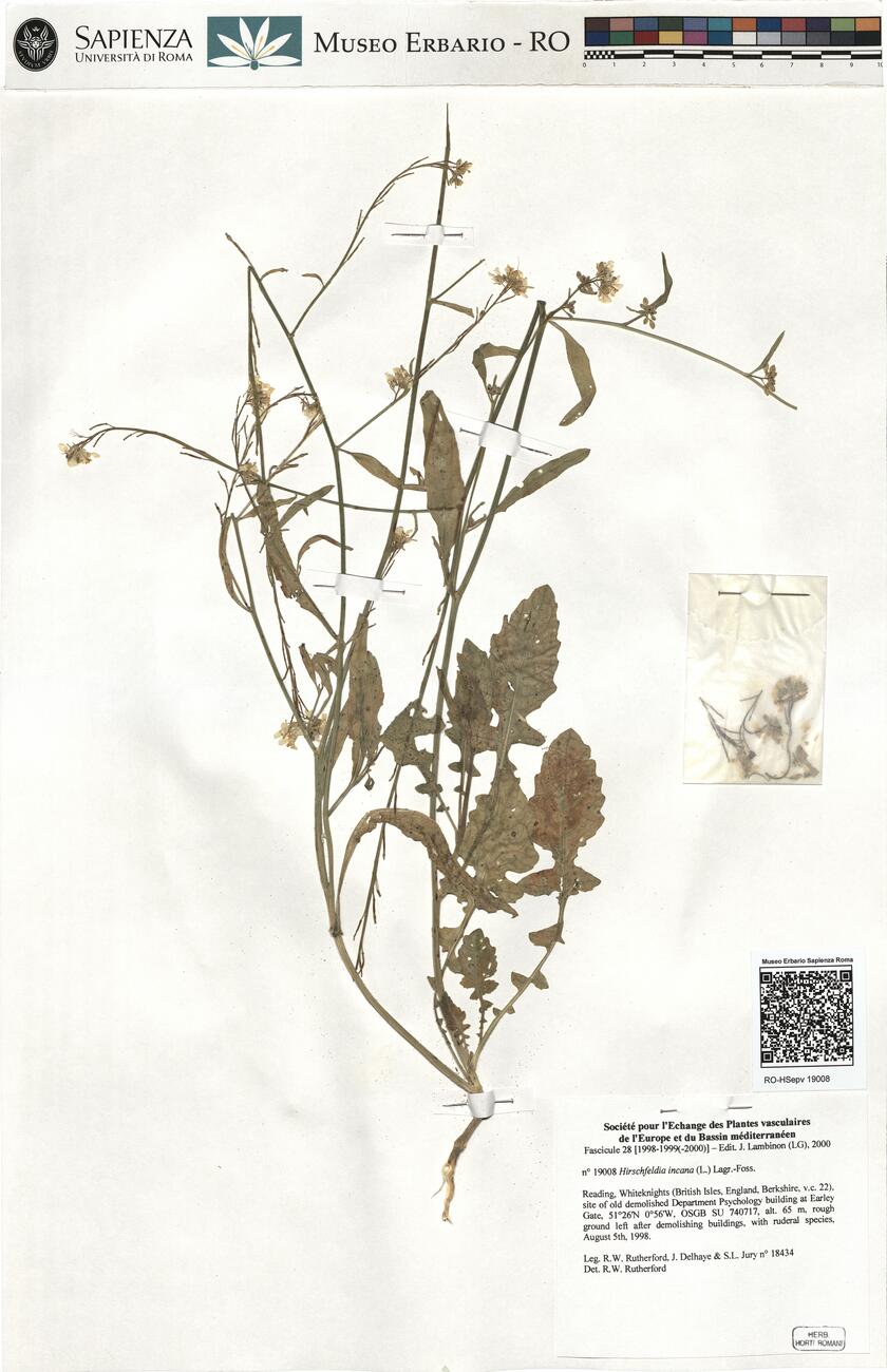 Hirschfeldia incana (L.) Lagr.-Foss. -  RO-HSepv 19008 photo