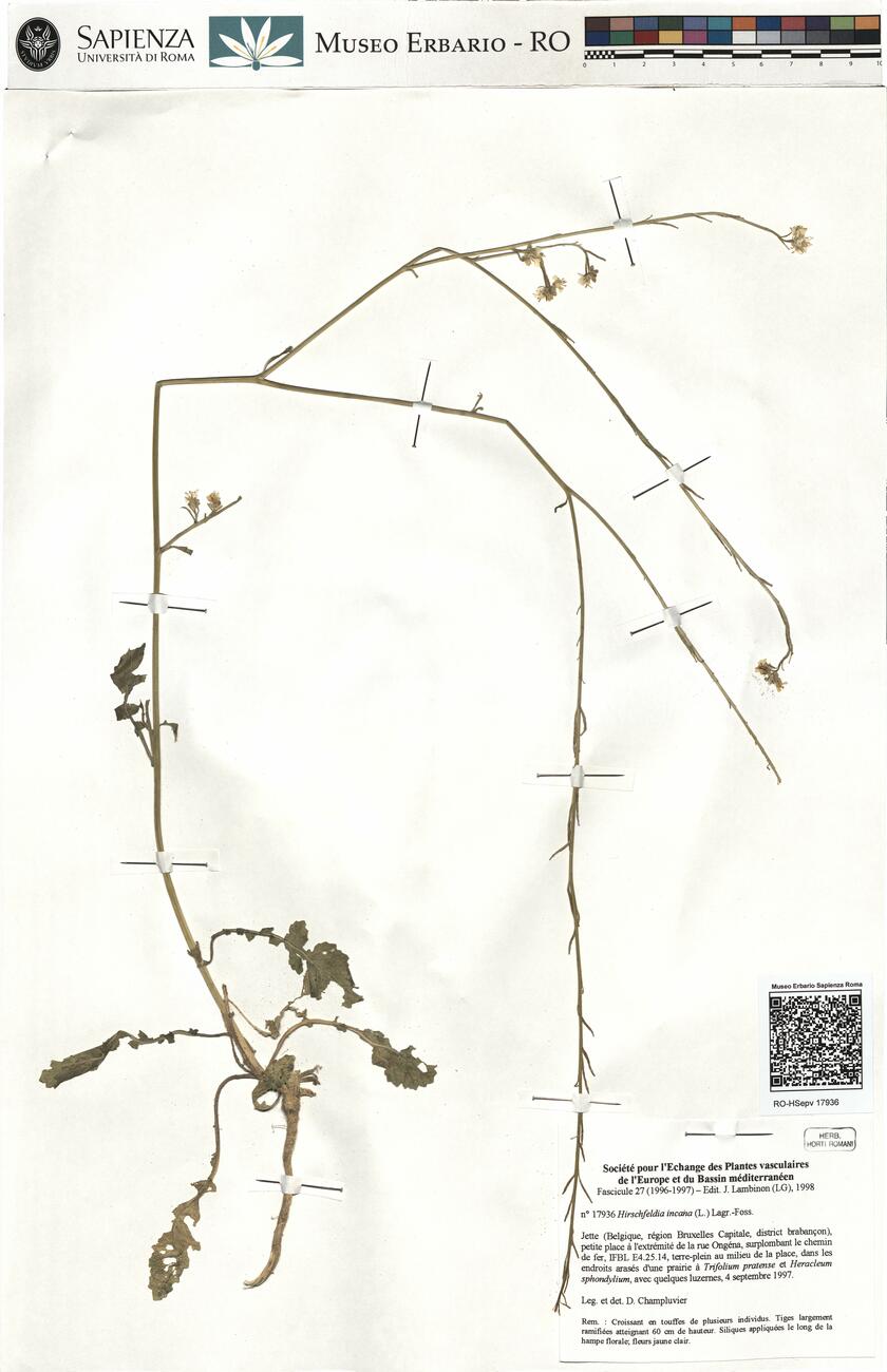 Hirschfeldia incana (L.) Lagr.-Foss. -  RO-HSepv 17936 photo