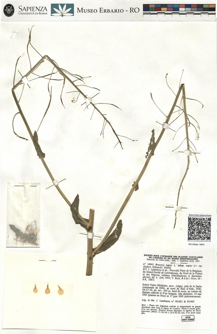 Brassica napus L. subsp. napus  -  RO-HSepv 16941 photo