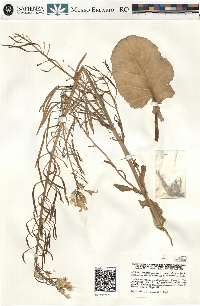 Brassica oleracea L. subsp. oleracea -  RO-HSepv 16041 photo