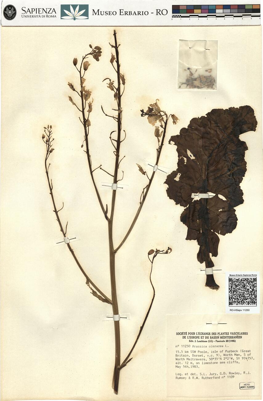 Brassica oleracea L.  -  RO-HSepv 11250 photo