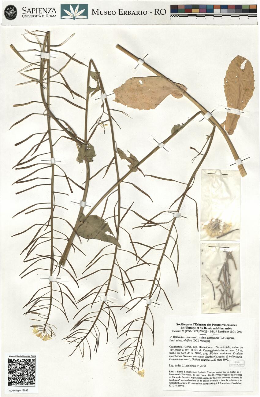 Brassica rapa L. subsp. campestris (L.) Clapham [incl. subsp. oleifera (DC.) Metzger] -  RO-HSepv 18996 photo