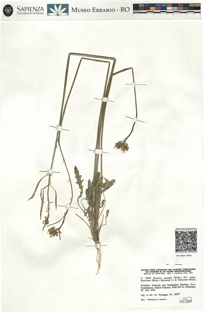 Brassica repanda (Willd.) DC. subsp. blancoana (Boiss.) Heywood -  RO-HSepv 16942 photo