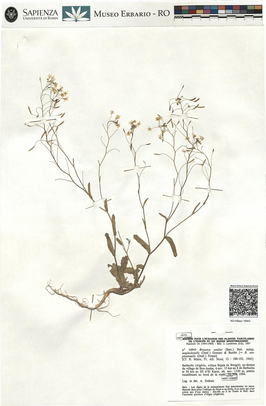 Brassica souliei (Batt.) Batt. subsp. amplexicaulis (Desf.) Greuter & Burdet -  RO-HSepv 16943 photo