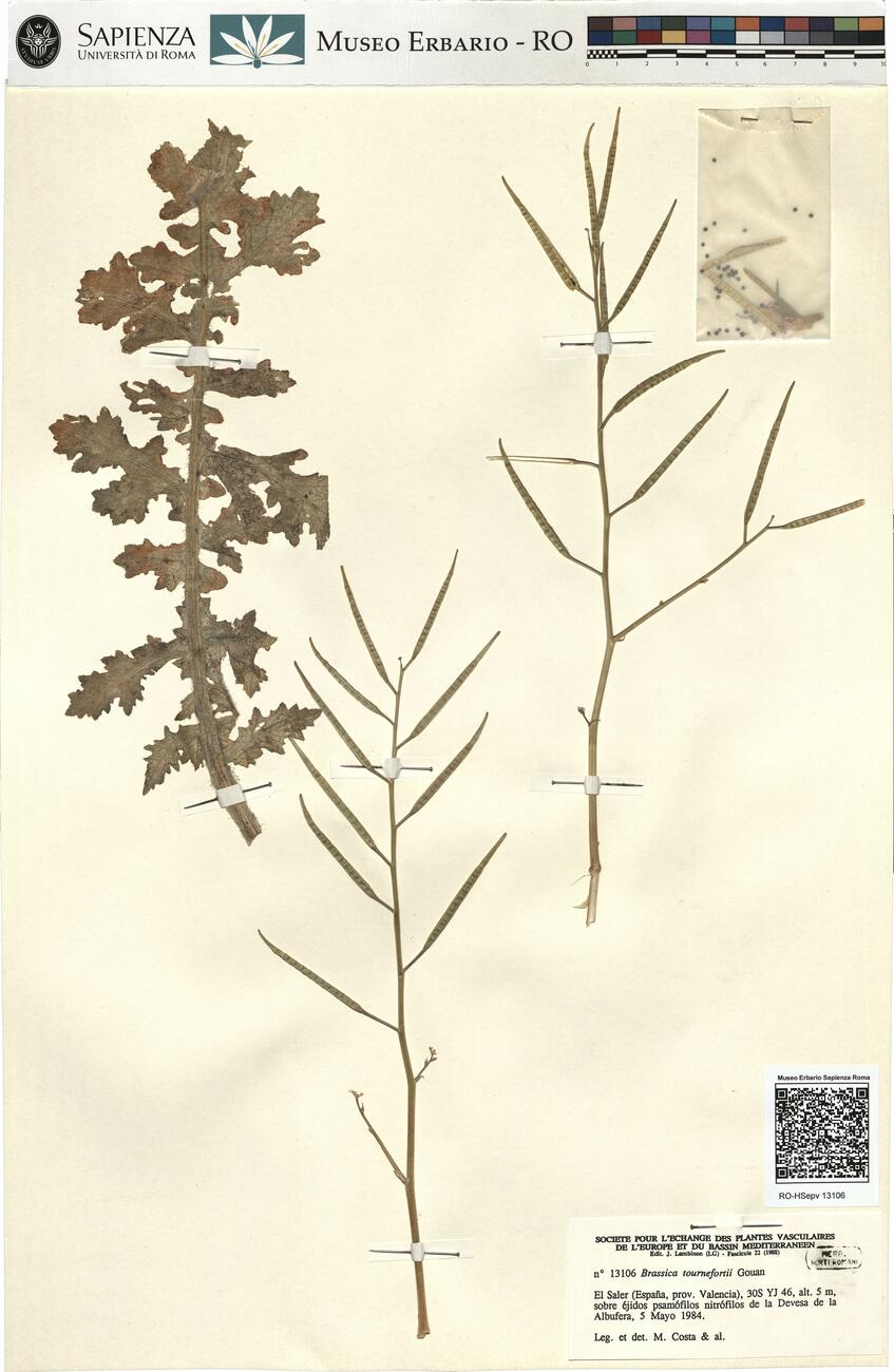 Brassica tournefortii Gouan -  RO-HSepv 13106 photo