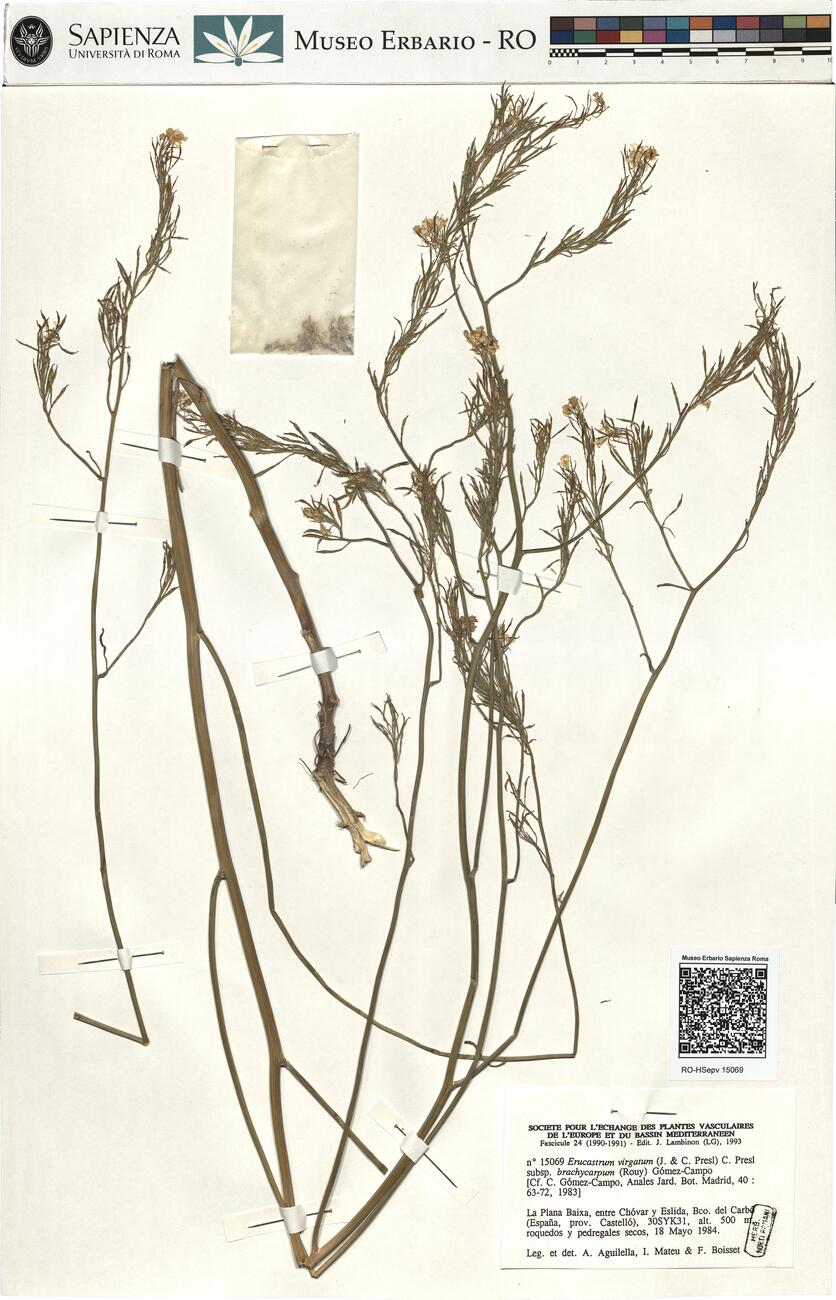 Erucastrum virgatum (J. & C. Presl) C. Presl subsp. brachycarpum (Rouy) Gómez-Campo -  RO-HSepv 15069 photo