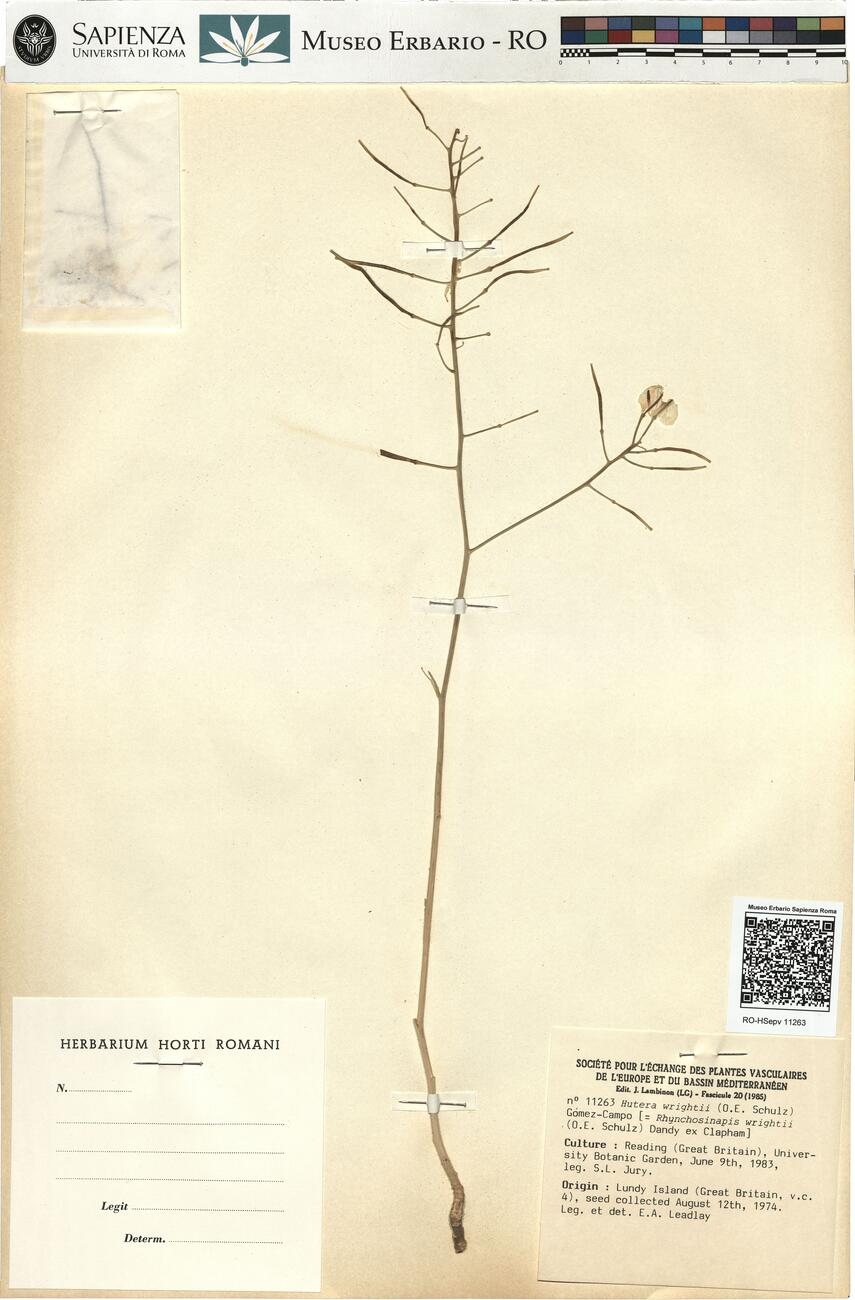 Hutera wrightii (O.E. Schulz) Gómez-Campo -  RO-HSepv 11263 photo