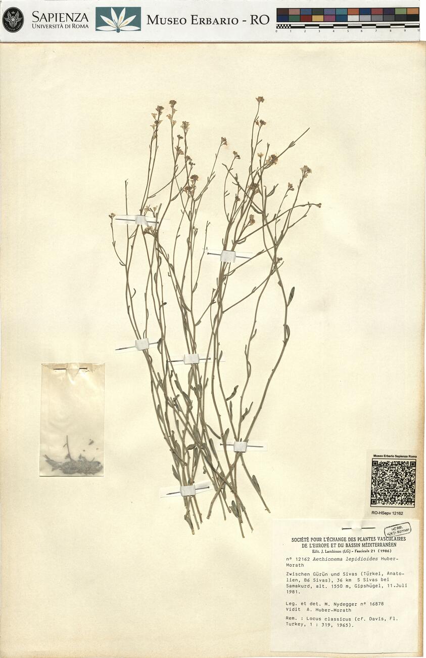 Aethionema lepidioides Huber-Morath -  RO-HSepv 12162 photo