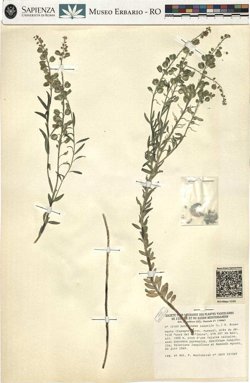 Aethionema saxatile (L.) R. Brown -  RO-HSepv 12163 photo