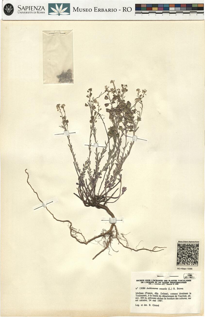 Aethionema saxatile (L.) R. Brown -  RO-HSepv 13086 photo