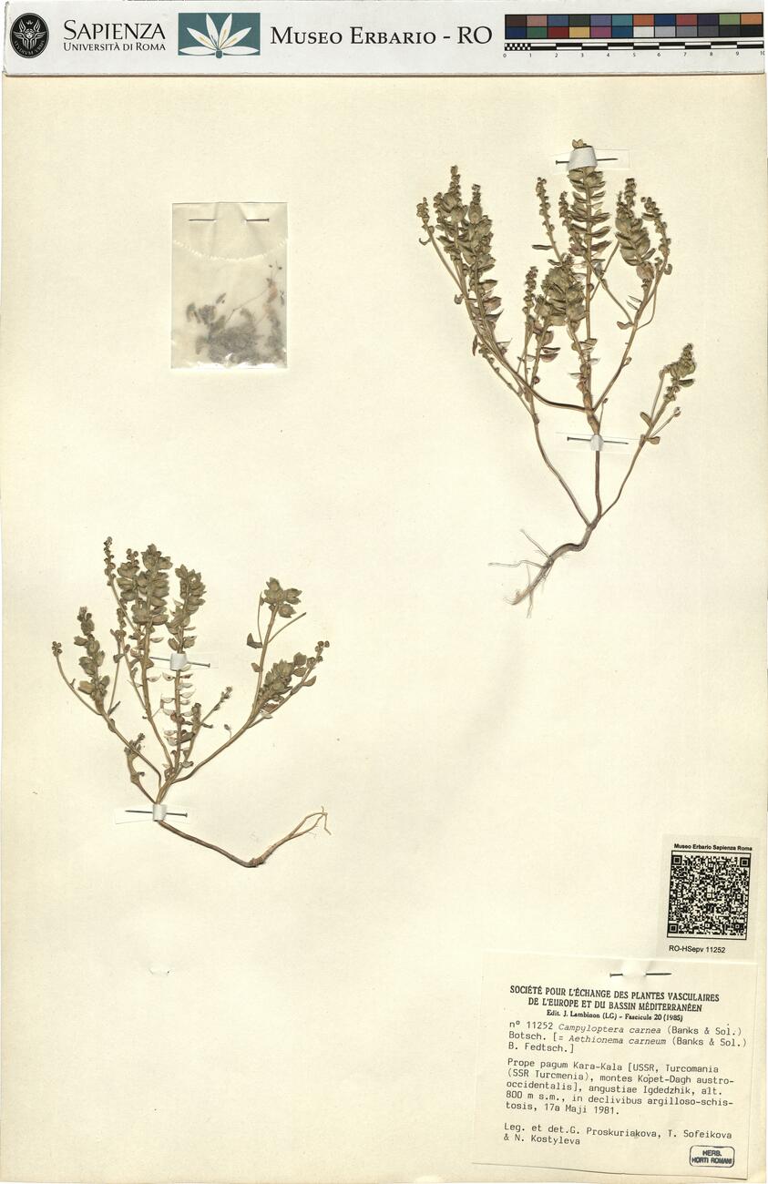 Campyloptera carnea (Banks & Sol.) Botsch. -  RO-HSepv 11252 photo