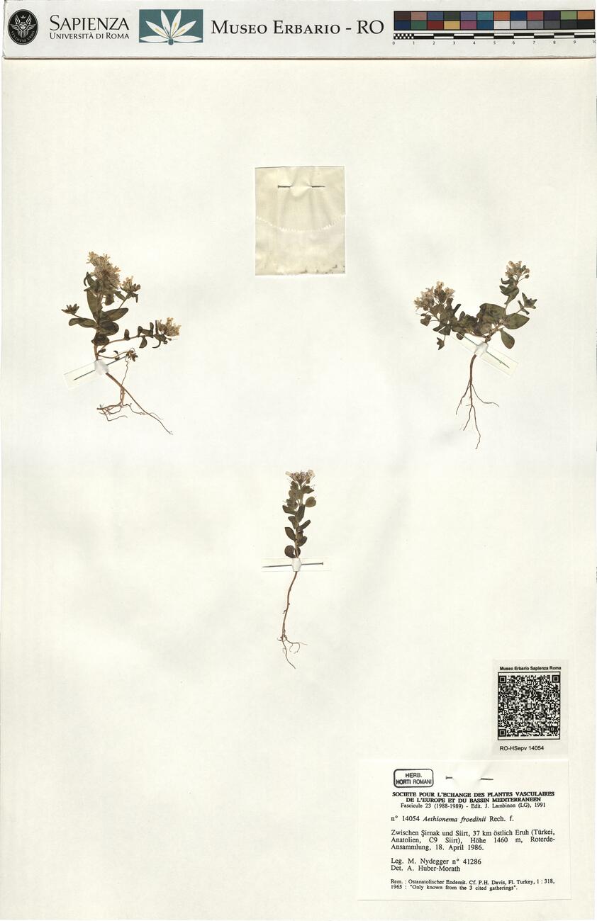 Campyloptera froedinii Rech f. -  RO-HSepv 14054 photo