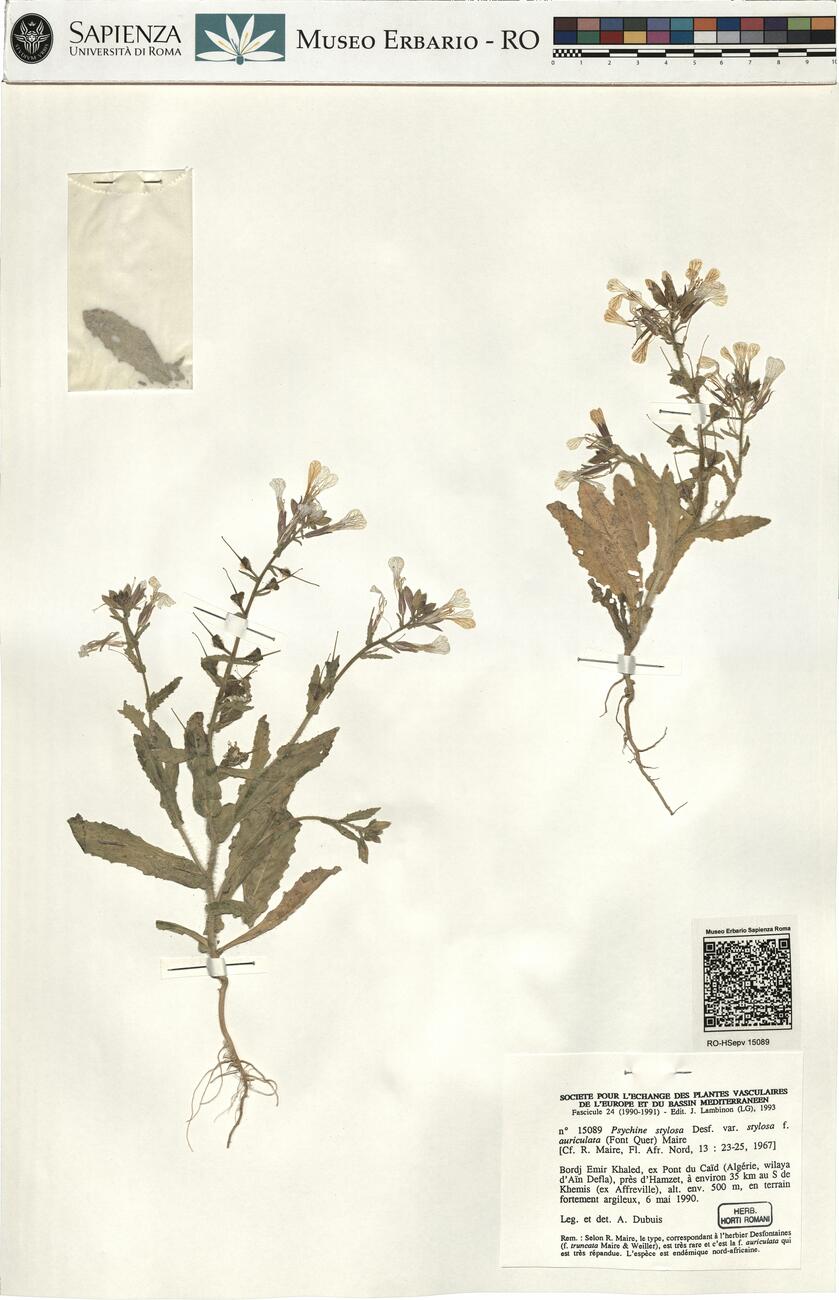 Psychine stylosa Desf. var. stylosa f. auriculata (Font Quer) Maire -  RO-HSepv 15089 photo