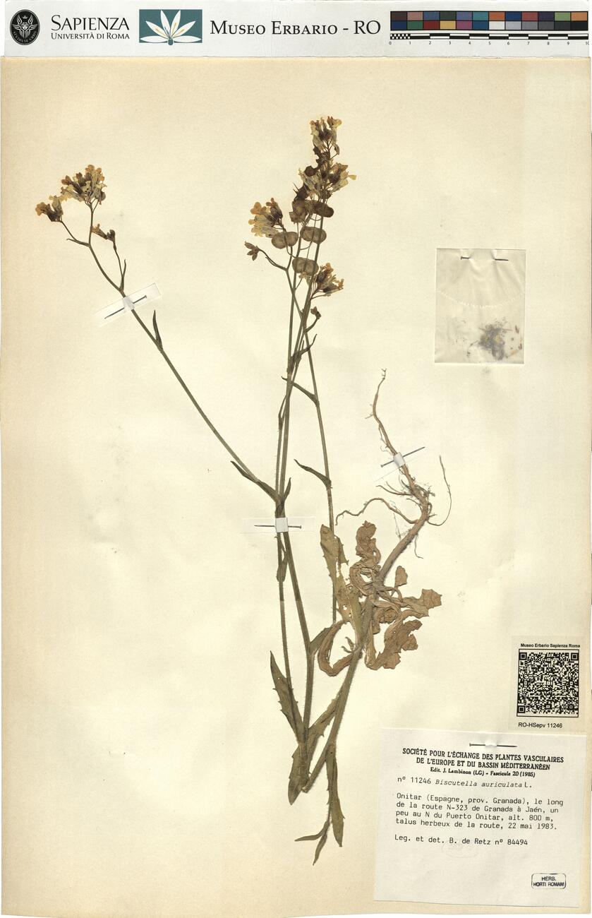 Biscutella auriculata L.  -  RO-HSepv 11246 photo