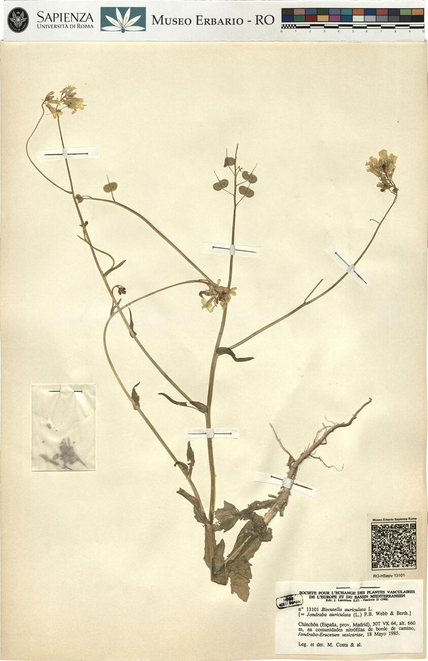 Biscutella auriculata L.  -  RO-HSepv 13101 photo