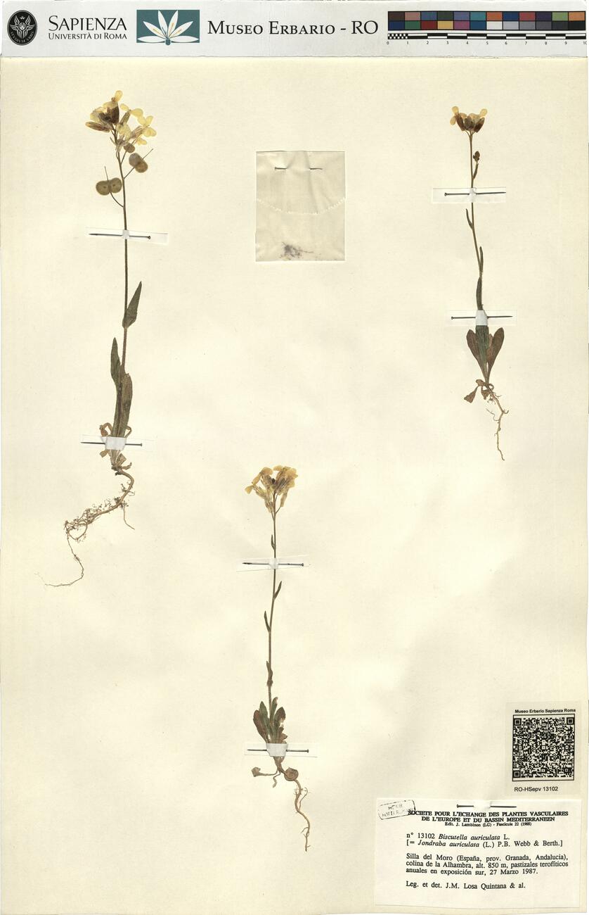 Biscutella auriculata L.  -  RO-HSepv 13102 photo