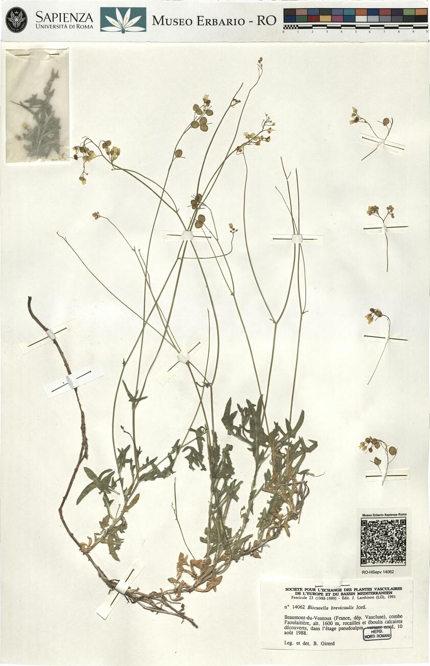 Biscutella brevicaulis Jord. -  RO-HSepv 14062 photo