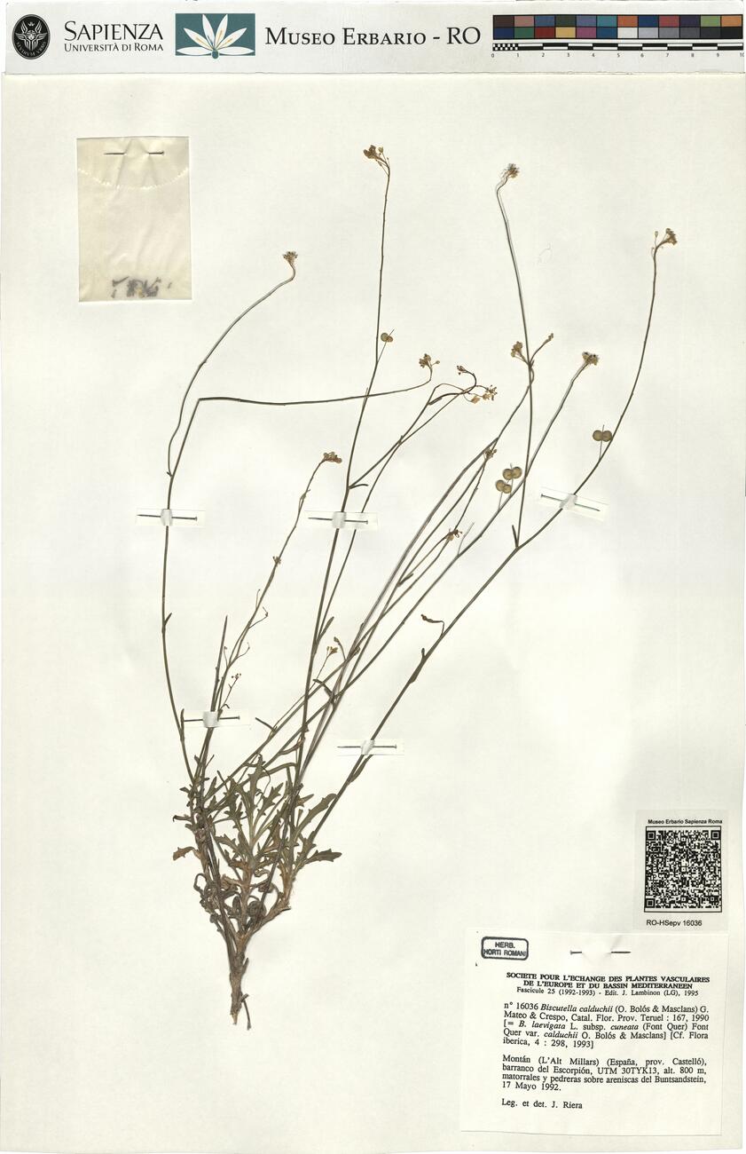 Biscutella calduchii (O. Bolós & Masclans) G. Mateo & Crespo ^ -  RO-HSepv 16036 photo