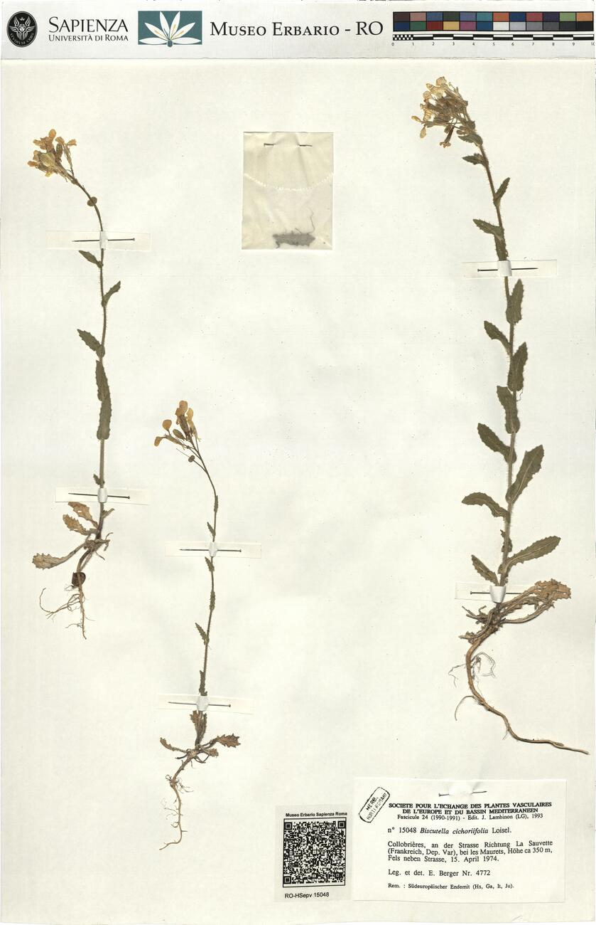 Biscutella cichoriifolia Loisel. -  RO-HSepv 15048 photo