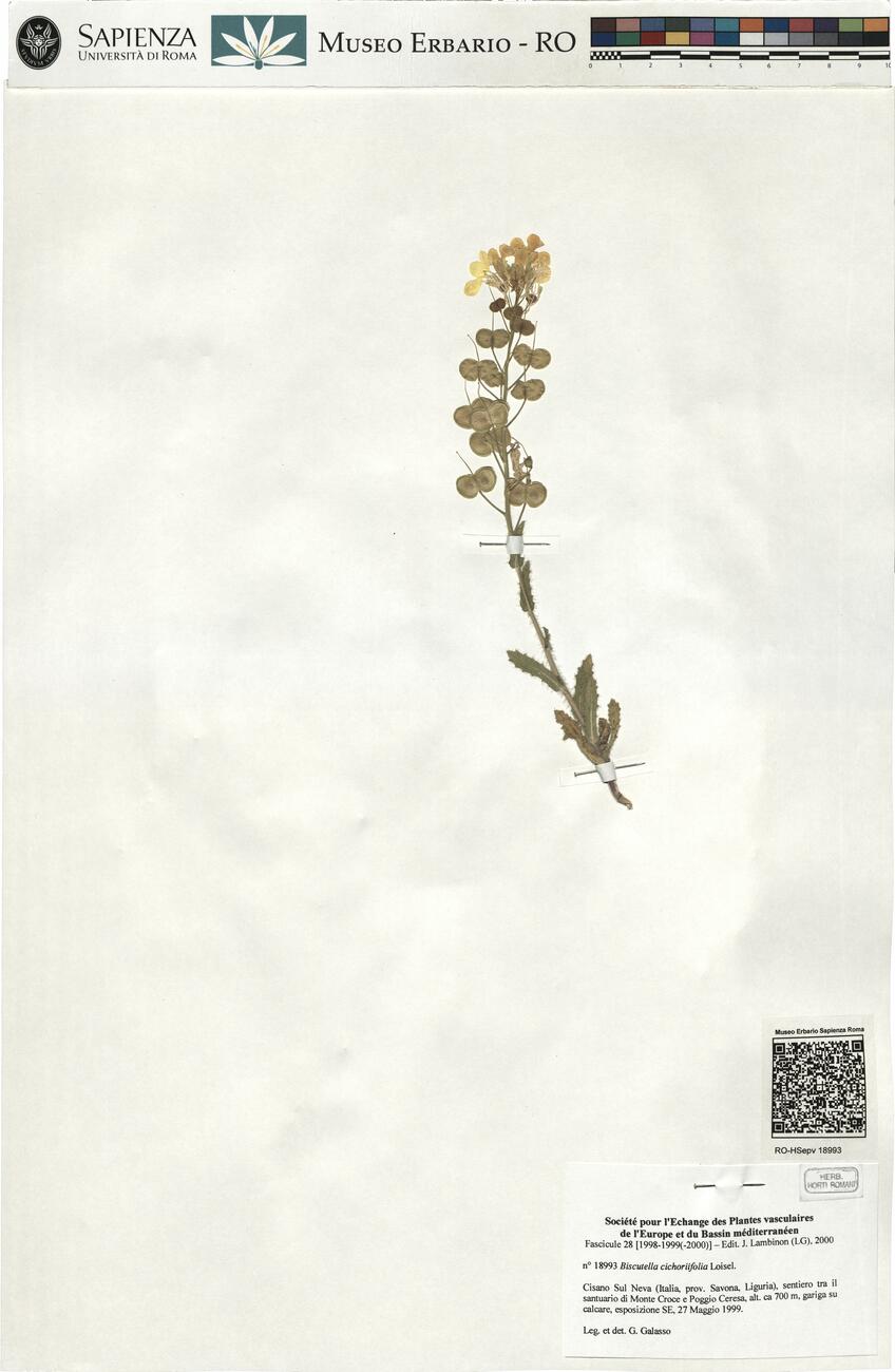 Biscutella cichoriifolia Loisel. -  RO-HSepv 18993 photo