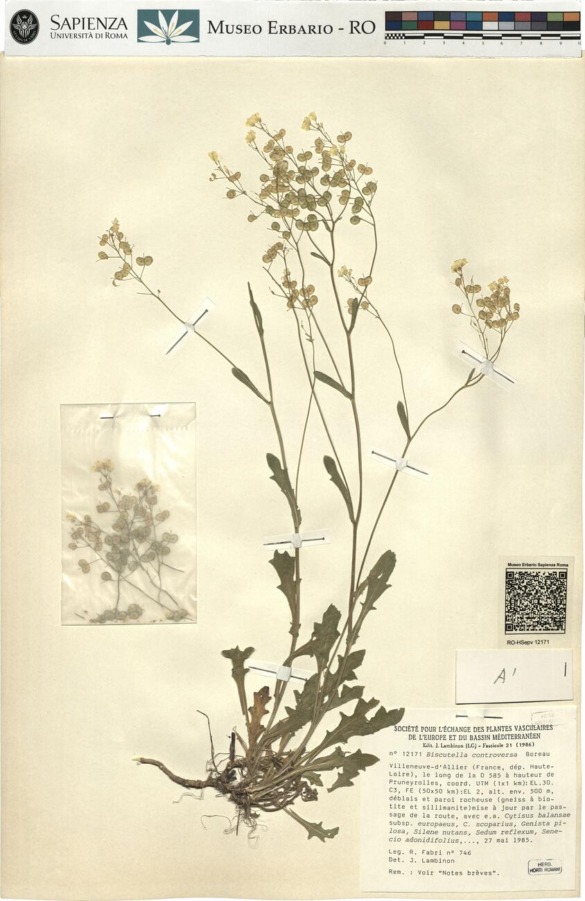 Biscutella controversa Boreau -  RO-HSepv 12171 photo