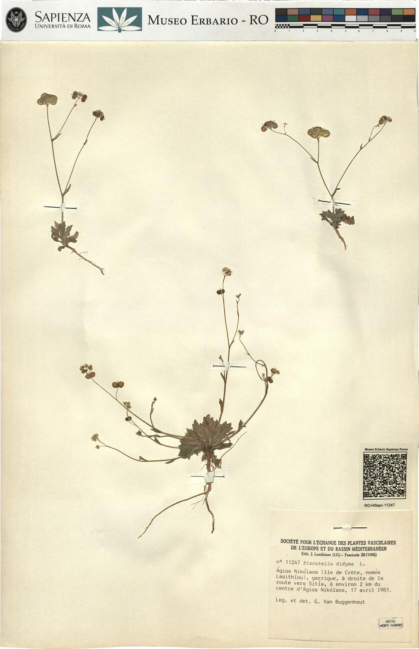 Biscutella didyma L. -  RO-HSepv 11247 photo