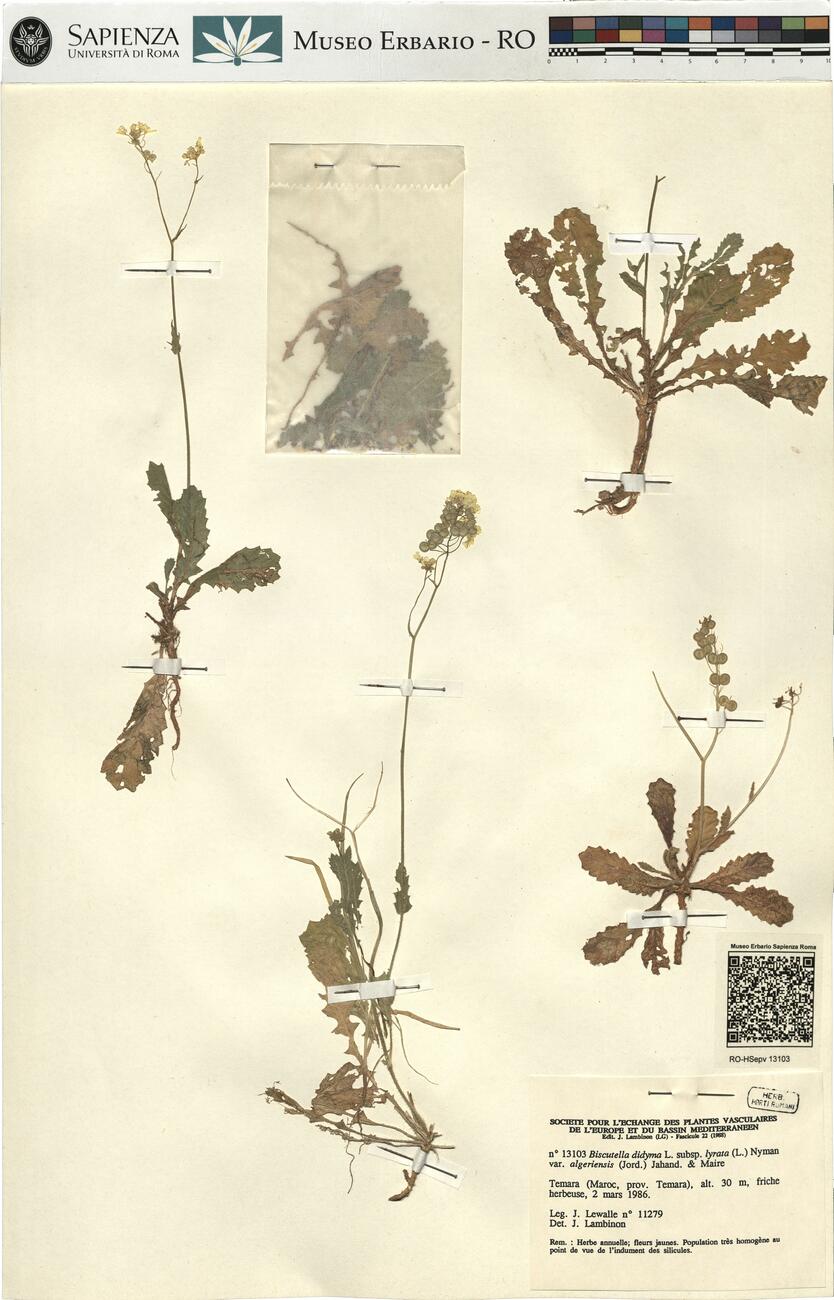 Biscutella didyma L. subsp. lyrata (L.) Nyman var. algeriensis (Jord.) Jahand. & Maire -  RO-HSepv 13103 photo