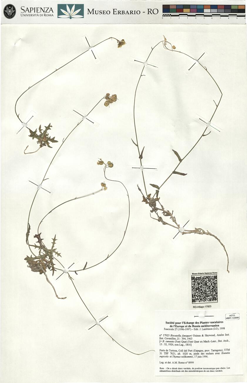 Biscutella fontqueri Guinea & Heywood ^ -  RO-HSepv 17923 photo