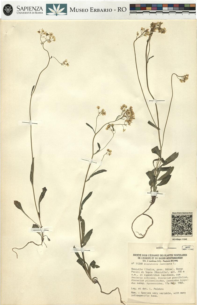 Biscutella laevigata L. -  RO-HSepv 11248 photo