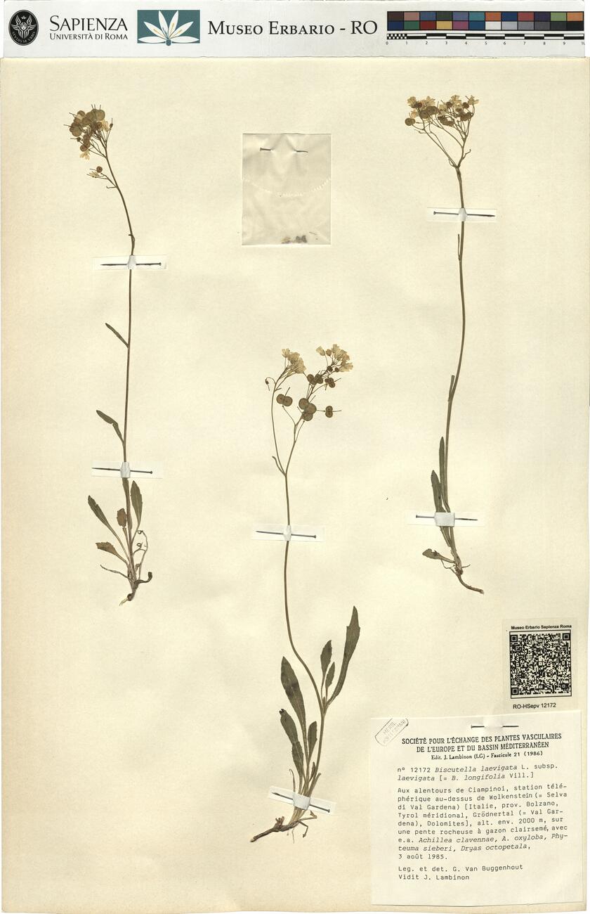 Biscutella laevigata L. subsp. laevigata -  RO-HSepv 12172 photo