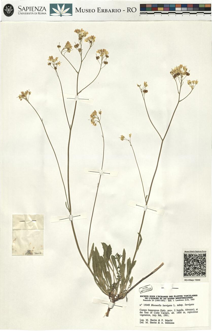 Biscutella laevigata L. subsp. laevigata -  RO-HSepv 15049 photo