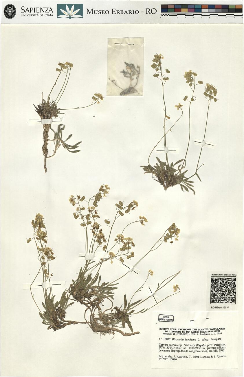 Biscutella laevigata L. subsp. laevigata -  RO-HSepv 16037 photo